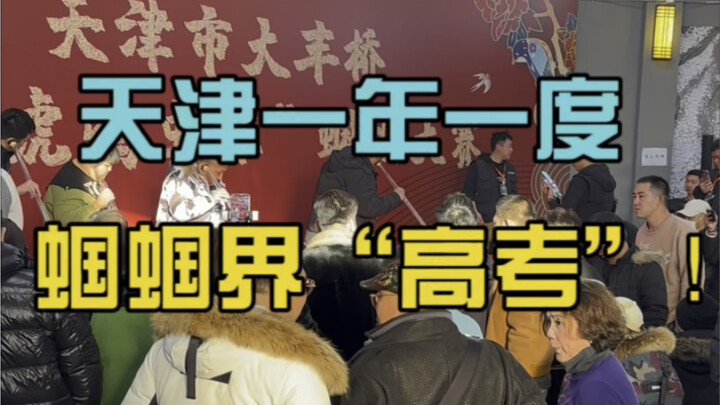 Tianjin’s annual grasshopper competition—isn’t it just the “Gaokao” of the grasshopper world?