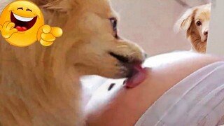 New Funny Animals Videos 2022 😂 - Best Funniest Cats And Dogs Videos 😺