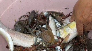 What happened today? I collected so many cute little ones.