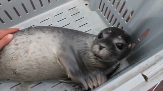 I caught a little seal!