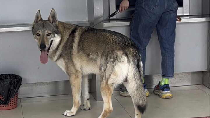 【Anjing Serigala Ceko】Jangan bilang jarak satu meter, aku bahkan langsung mundur ke luar!