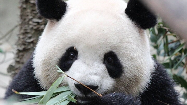 [Bảng xếp hạng gấu trúc]pandapia