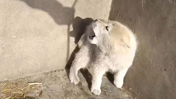 They’re at it again! This time it’s not over food—just the big one bullying the little one. It needs