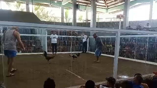 Melsim Black on the moves 👌🐓