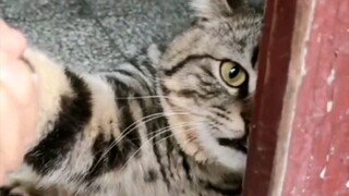 Family, I found a cat.
