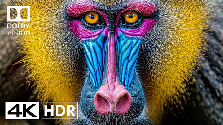 Birds of Amazon 4K Birds That Call The Jungle Home  Amazon Rainforest _ Scenic Relaxation Film