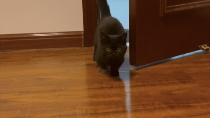 小家伙叫着叫着就长大了