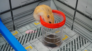 ภารกิจของหนูแฮมสเตอร์ EP 137