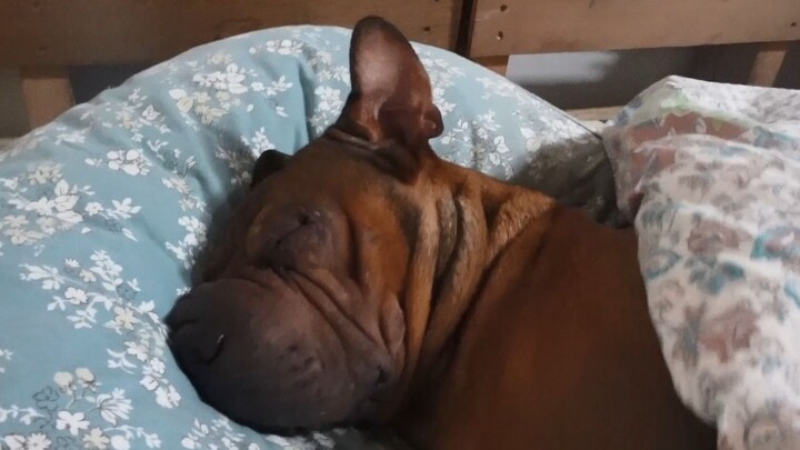 Ada begitu banyak pekerjaan pertanian sehingga bahkan anjing tidak mau melakukannya.