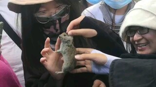 Two years ago, the little rabbit on the grassland