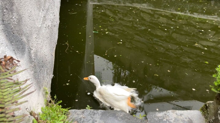 Bebek ini berlari begitu cepat, pasti kakinya sangat lezat, ya