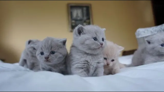 British Shorthair Kittens Compilation from Birth to 1 Month Old (Outstanding Cats Cattery Litter A)