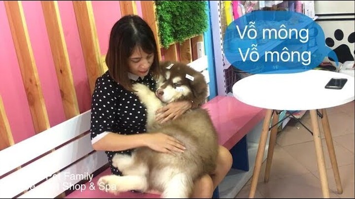 Mật nũng mẹ đòi bế vỗ mông ôm gấu bông . Thánh lười đây mà