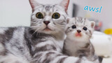 Peliharaan Imut|Anak Kucing dan Kucing Besar
