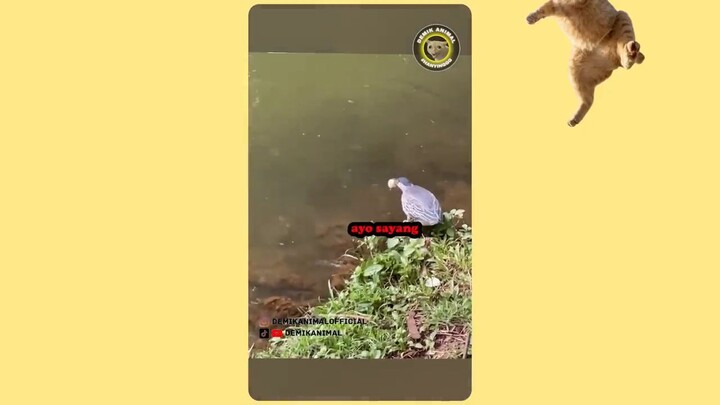 KUCING SUNDA