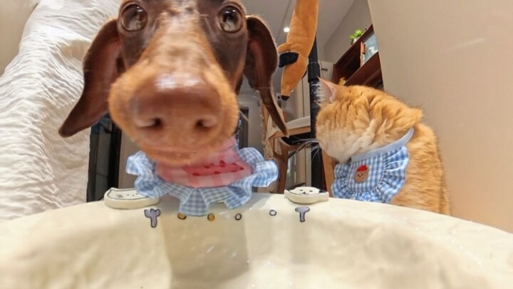 Chú cún súng máy~