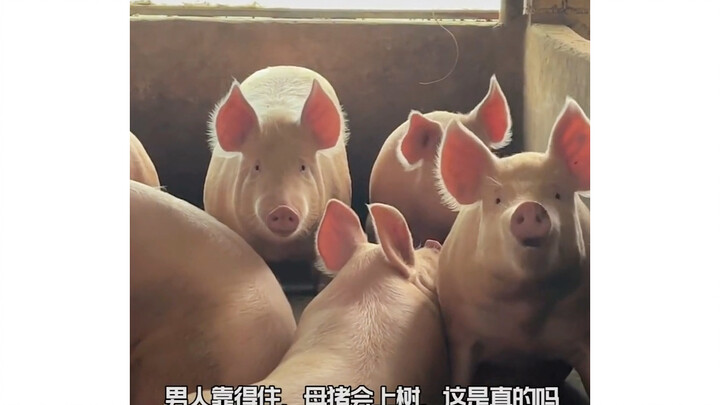 Animals You’d Never Expect Actually Exist! — The Ultimate Compilation