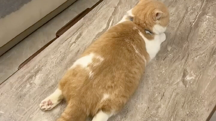 Mèo cũng biết lễ Phật rồi