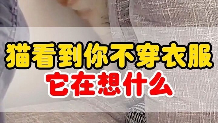 What’s your cat thinking when it sees you naked?