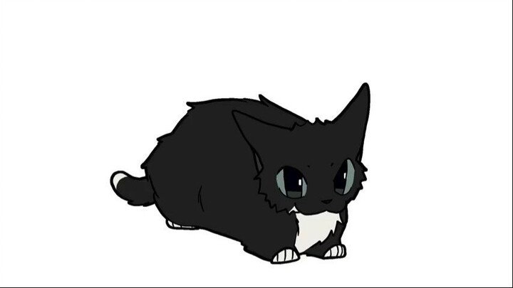 Oreo the cat