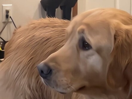 Comfort dog: Huh? Huh? What the heck?