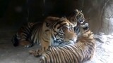 Động vật|Hổ đực chăm sóc hố con