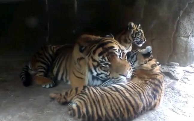 Dance|Male Tiger Takes Care of His Cubs