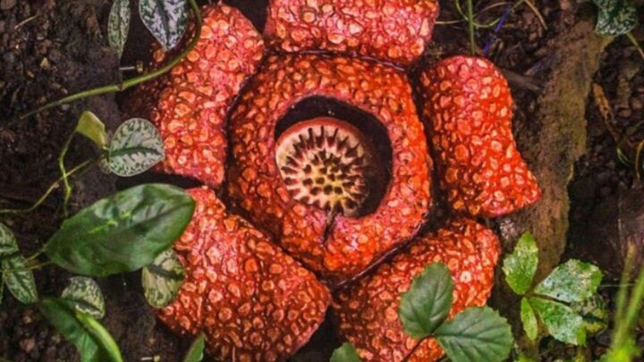 Rafflesia Arnoldi || Part 2