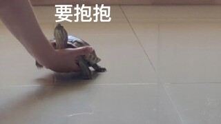 【巴西龟】小乌龟能有多双标