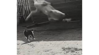 Cat shipudden