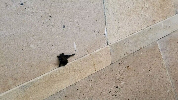 A little cute bat