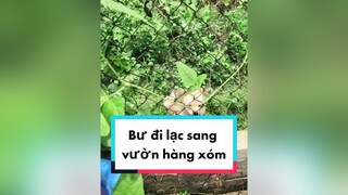 Bư chui sang vườn hàng xóm ko về đc nhà. cunyeucuadua chó chócon chókhôn chócute chó_cưng chócon chókhôn chómèo xuhuong fyp