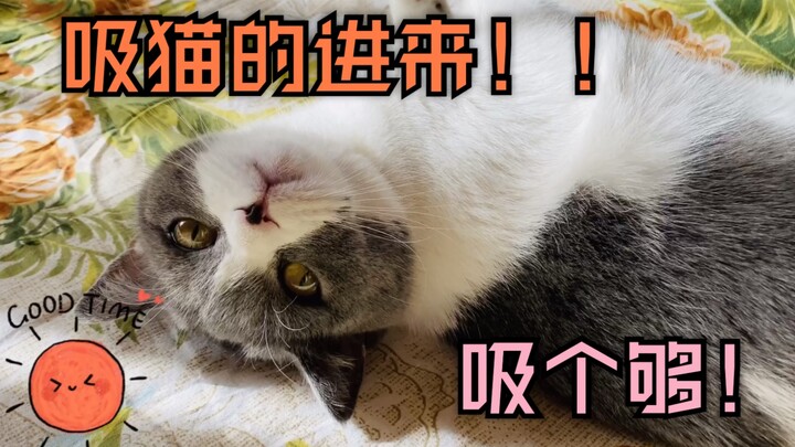 “Cat-Loving Everyday Life” I Actually Lost to a Cat!