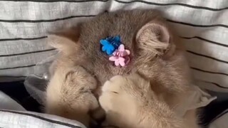 Cats(Btw video not mine)