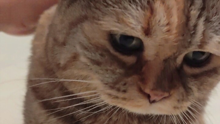 Some little kitties run to their mom as soon as they have a nightmare—so embarrassing!