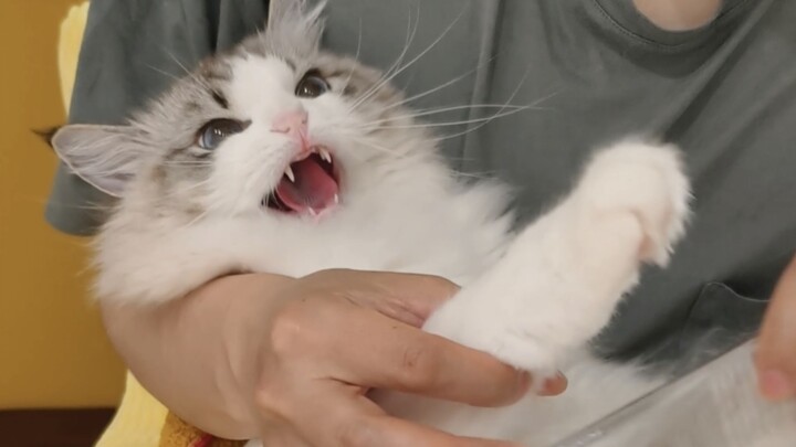 ขี้งอนแต่นุ่มฟู…