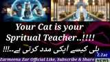 Your Cat is your Spritual Teacher..!!!!|Divine feminine & cats