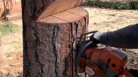 Apakah metode penebangan ini hanya bisa digunakan untuk kayu seperti pinus?