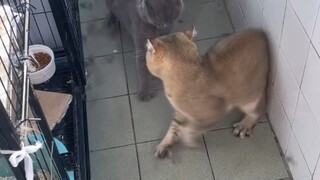 السلوك المحير للقطط، كنت أريد فقط أن تكونا رفيقين، لكنني لم أتوقع أن تتعاركا كل يوم. لماذا تفعلان ذل