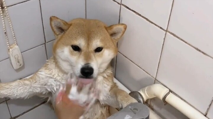 The sunny and cheerful Major… That divine, golden “baka-gou” is just too adorable—I love it so much!