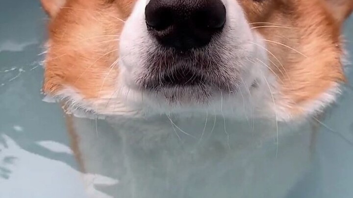 这个肥屁屁浮力十足