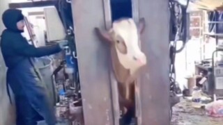 Niu Niu is so cute, why...