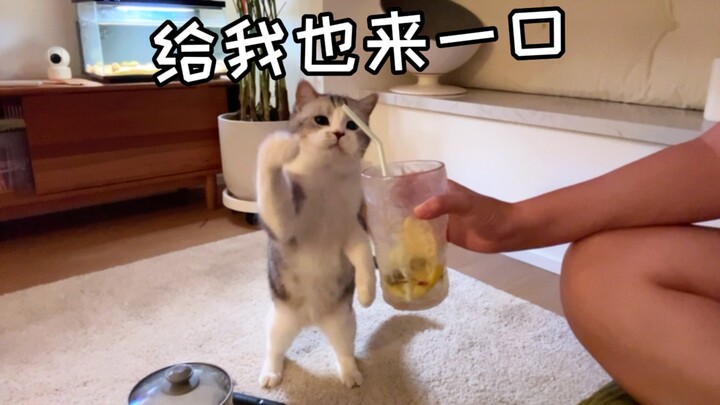 Pretending not to see that the cat wants to play with me—how anxious can a cat get?
