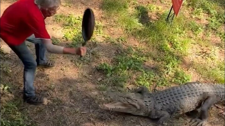 “Grandpa vs. the Crocodile” – Maxed-out combat power🔥