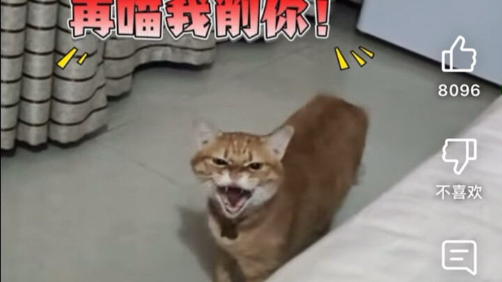 Komentar hangat warganet YouTube: “Kucing menghadapi perubahan wajah ala opera Sichuan antara tuanny