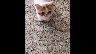 เลี้ยงแมวสามตัวในร่างเดียว