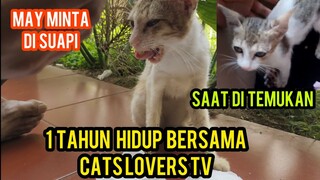 Mengharukan Kisah Kucing May Yang Kakinya Hancur 1 Tahun Ikut Cats Lovers Tv Ini Kondisinya Sekarang