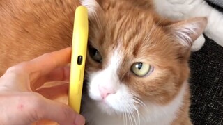 Wrong? Hello! This is Decai Online Cat Lover's website. For voice chat, press 1. For FaceTime, press