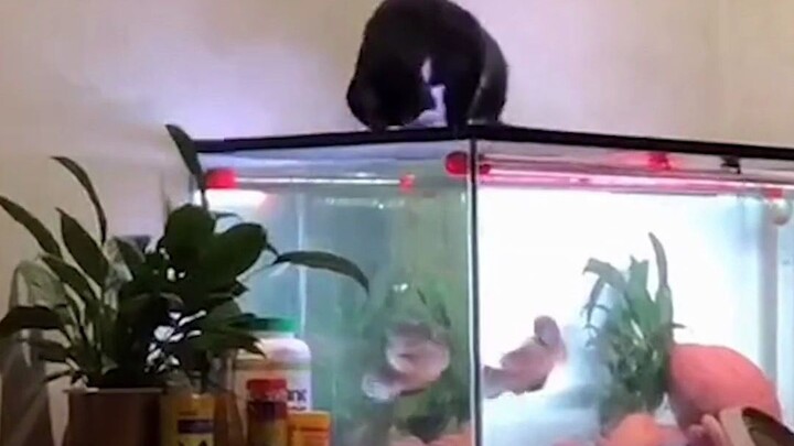 Ordinary people only get to eat this once a year.