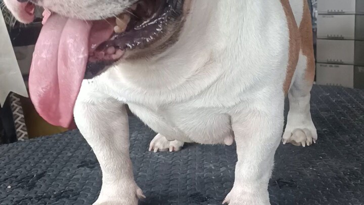 vet tym #pepper#bully#furbaby